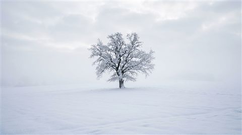 Photorealistic photo of snowy winter landscape, centered subject with a simple uncluttered composition, misty morning haze, dreamy, 16:9 aspect ratio